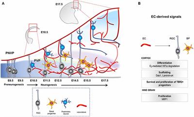 Blood Vessels as Regulators of Neural Stem Cell Properties